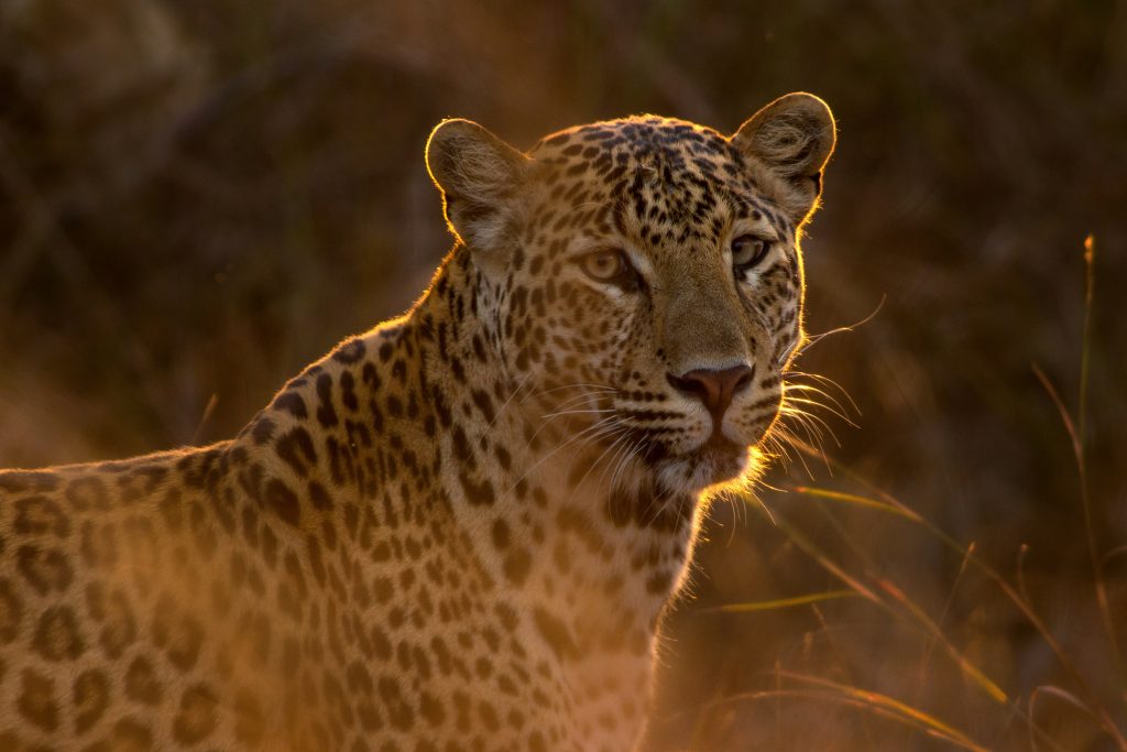 AI in Wildlife Conservation: Tracking, Protecting, and Predicting Extinction Risks